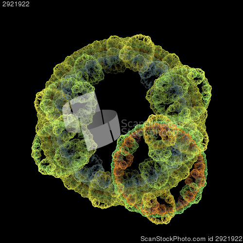 Image of Symmetrical growth of bacteria