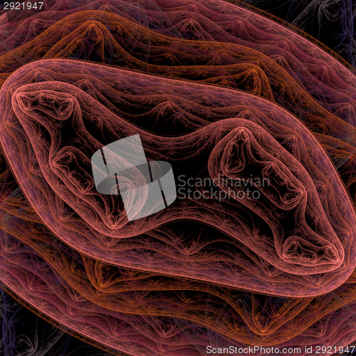 Image of Symmetrical growth of bacteria