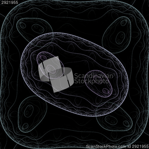 Image of Symmetrical growth of bacteria