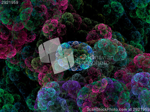 Image of Symmetrical growth of bacteria