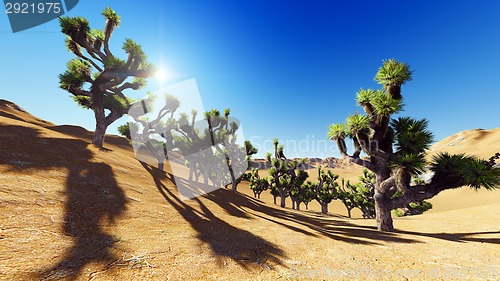 Image of Joshua trees