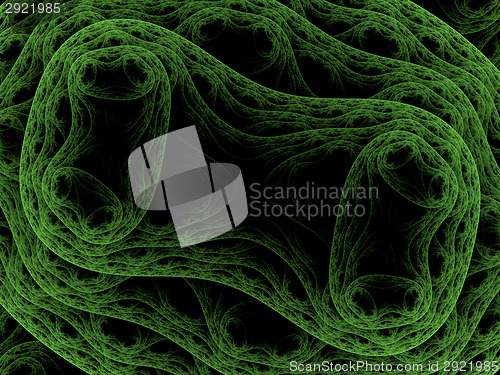 Image of Symmetrical growth of bacteria