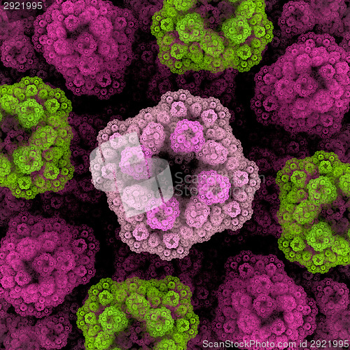 Image of Symmetrical growth of bacteria