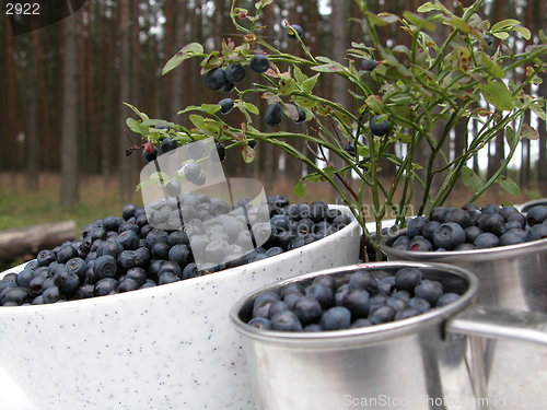 Image of blueberries