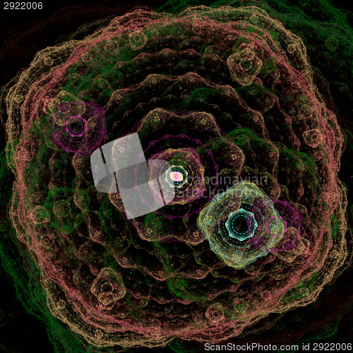 Image of Symmetrical growth of bacteria