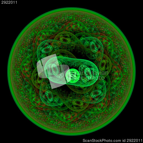 Image of Symmetrical growth of bacteria