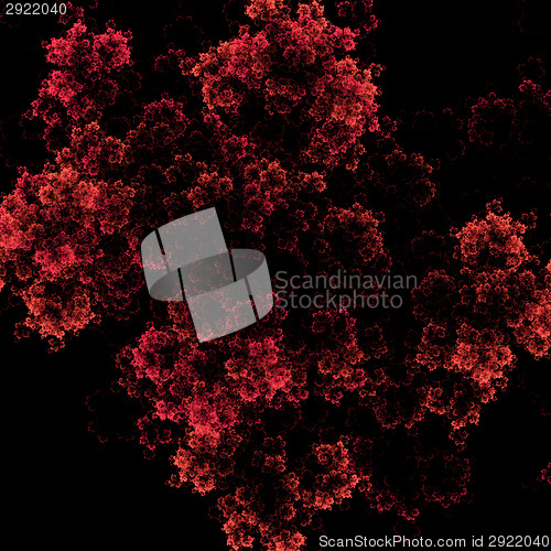 Image of Symmetrical growth of bacteria