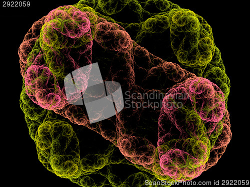 Image of Symmetrical growth of bacteria