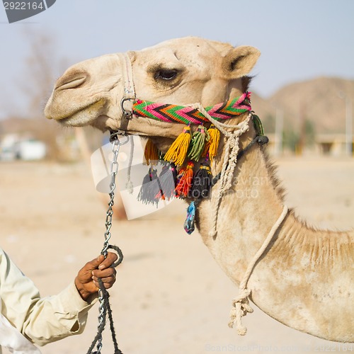 Image of Camel