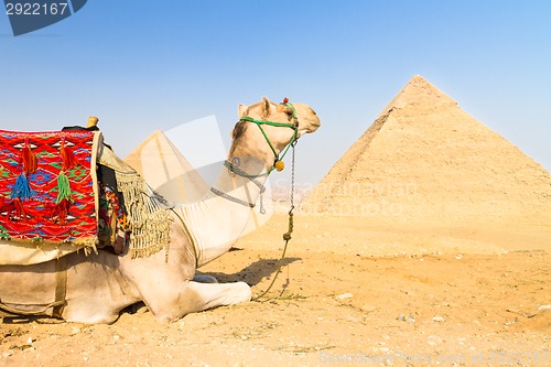 Image of Camel at Giza pyramides, Cairo, Egypt.