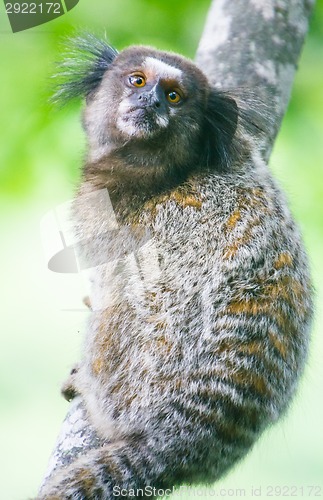 Image of Common marmoset - Callithrix jacchus.