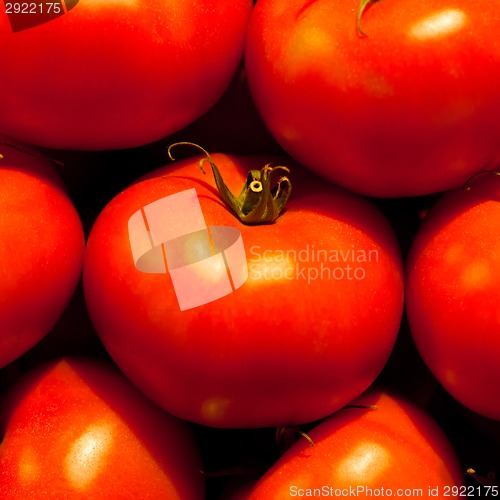 Image of Genetically modified tomatos