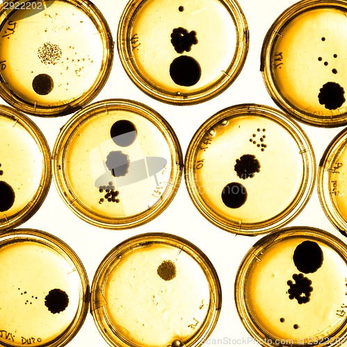 Image of Growing Bacteria in Petri Dishes.