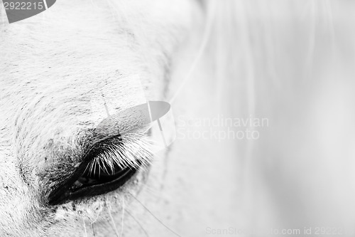 Image of Detail of a white horse
