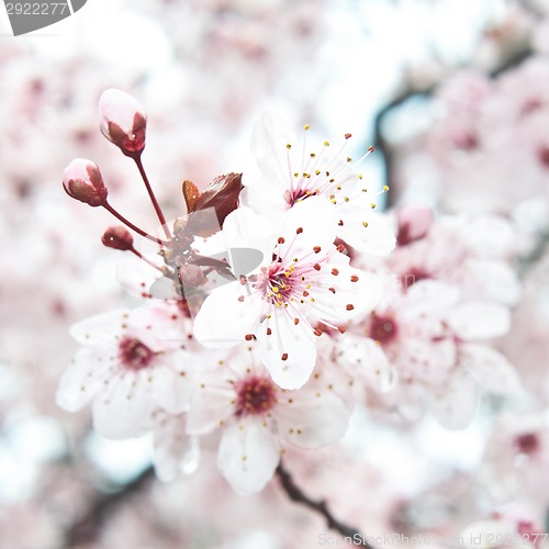 Image of Blooming fruit tree