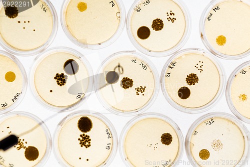 Image of Growing Bacteria in Petri Dishes.