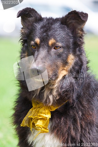 Image of Closeup of domestic dog.