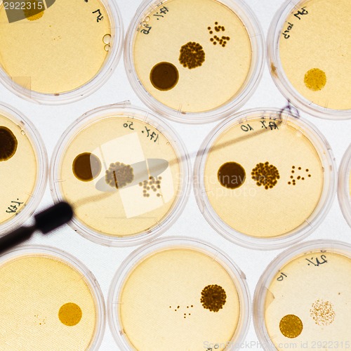 Image of Growing Bacteria in Petri Dishes.