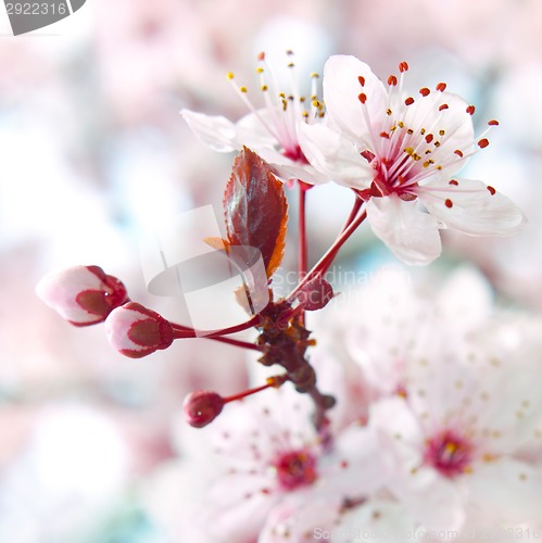 Image of Blooming fruit tree