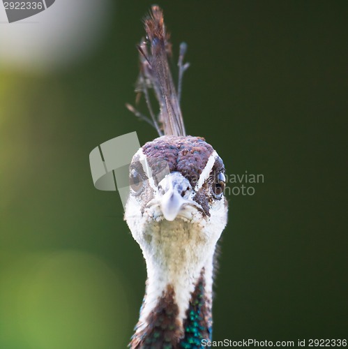 Image of Colorful Female Peacock.