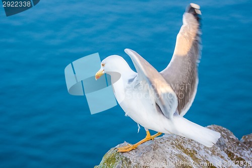 Image of Sea gull