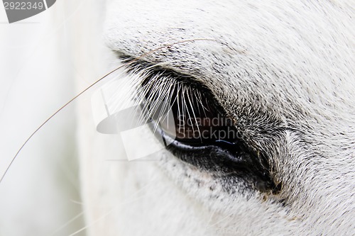 Image of Detail of a white horse