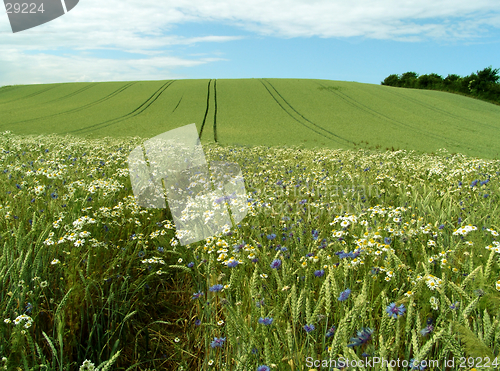 Image of crop field