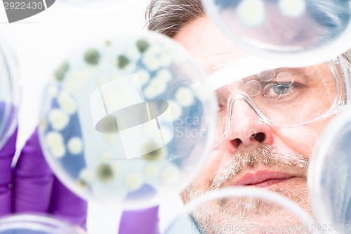 Image of Senior life science researcher grafting bacteria.