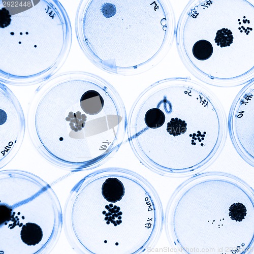 Image of Growing Bacteria in Petri Dishes.