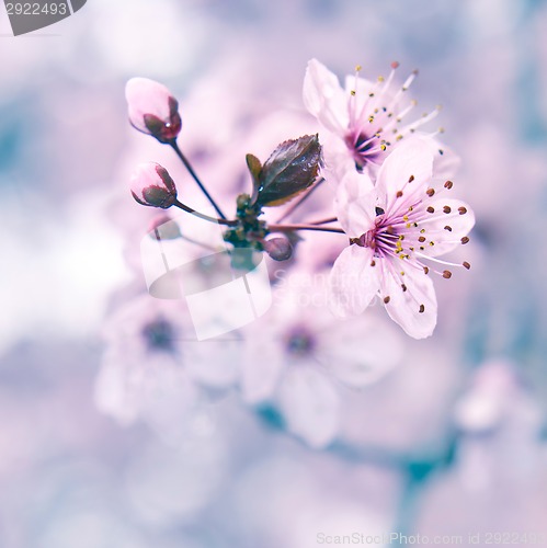 Image of Blooming fruit tree