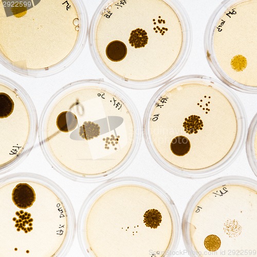 Image of Growing Bacteria in Petri Dishes.