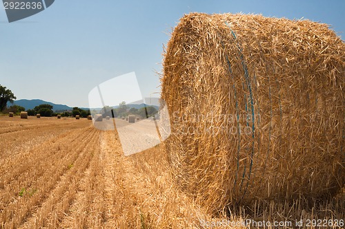 Image of Harvested field with straw bales in summer