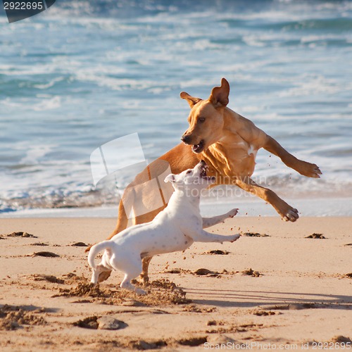 Image of Dogs playing at the beach