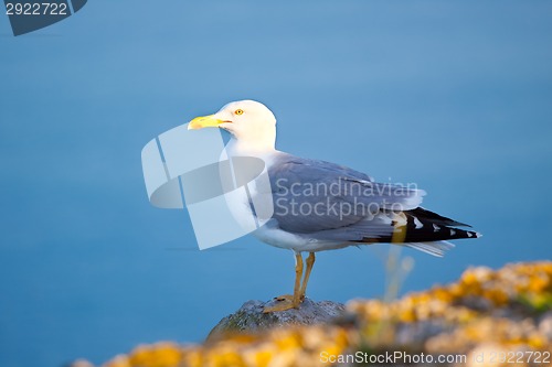 Image of Sea gull