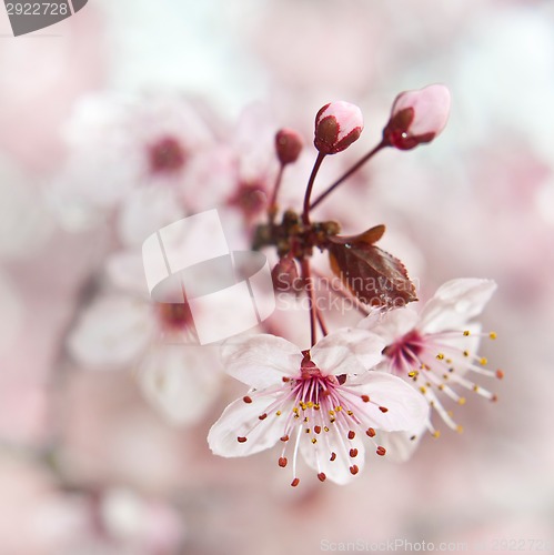 Image of Blooming fruit tree