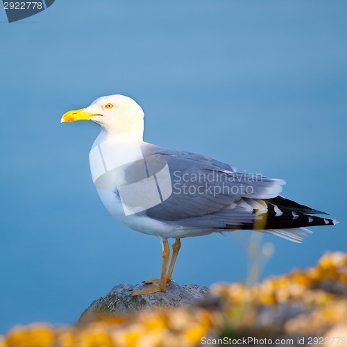 Image of Sea gull