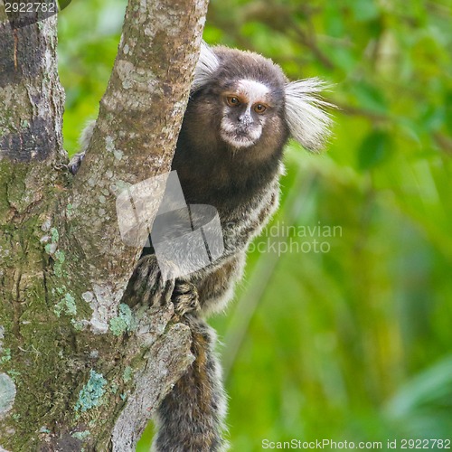 Image of Common marmoset - Callithrix jacchus.