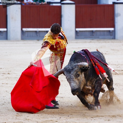 Image of Traditional corrida - bullfighting in spain