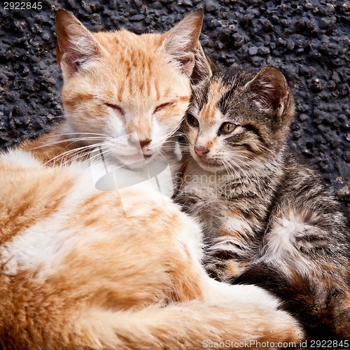 Image of Vagabond cats