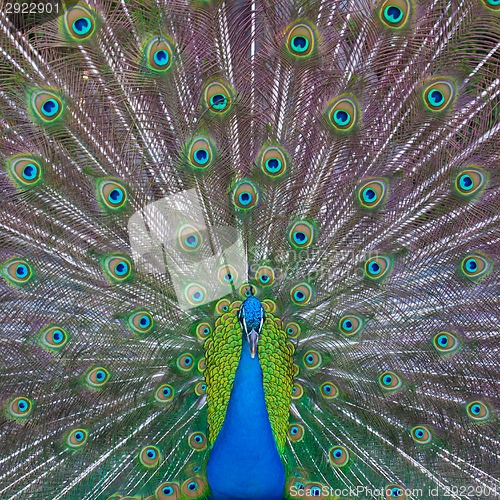 Image of Peacock showing off