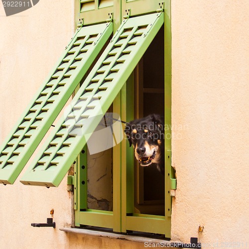 Image of Dog looking trough the window.