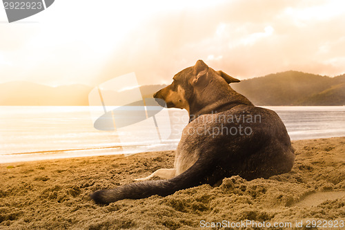 Image of Dog on the beach.