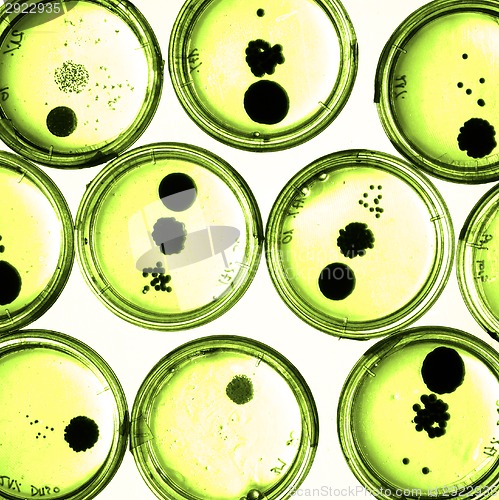 Image of Growing Bacteria in Petri Dishes.