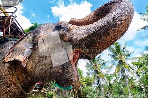 Image of Portrait of a domestic elephant.