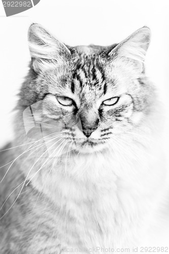 Image of Domestic cat black and white portrait.