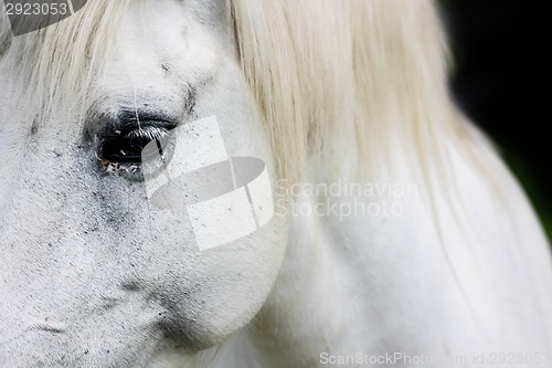 Image of Detail of a white horse