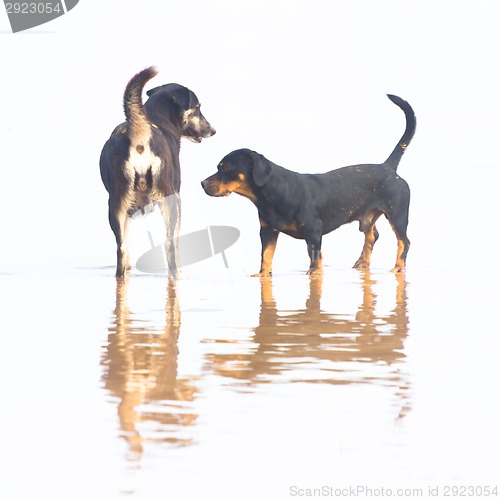 Image of Two dogs at the beach.