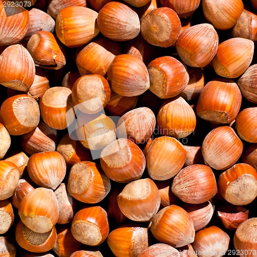 Image of Hazel nuts