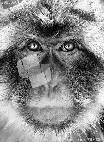 Image of Black and white monkey portrait