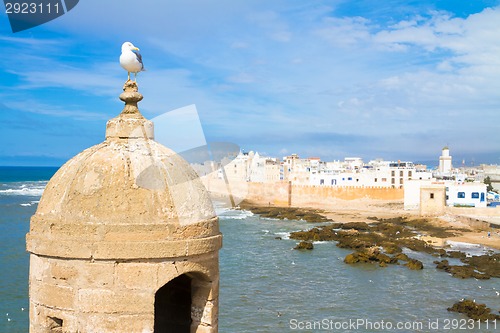 Image of Seagull; Essaouira - Magador, Marrakech, Morocco.